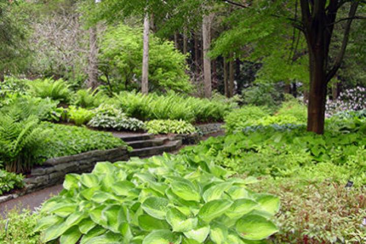 garden groundcover