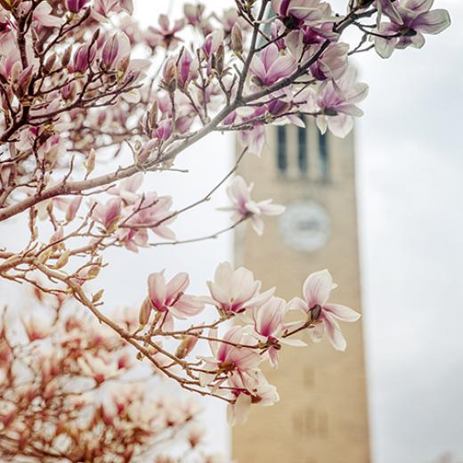 Cornell spring
